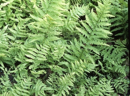 沼泽蕨知识科普,教你轻松识别沼泽蕨