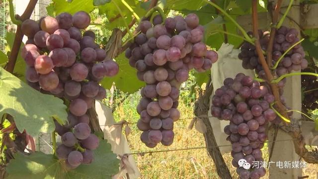 吴云成:巧用"牛奶"种葡萄