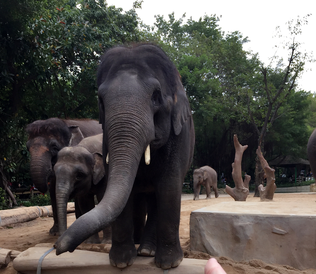 动物园好像会变魔术,书本里的各种传奇动物一下子都出现在眼前