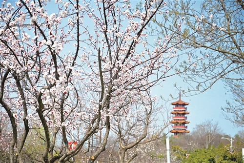 云龙山十里杏花图片