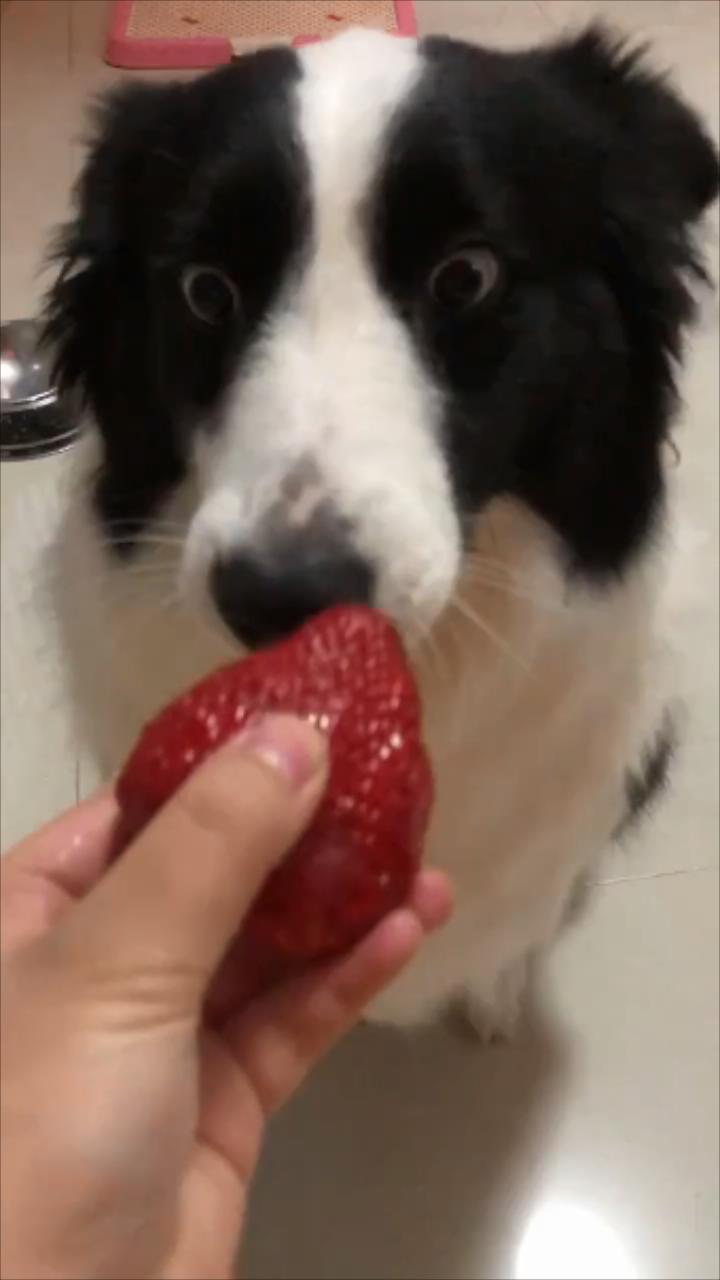 边牧第一次吃草莓,它的表情仿佛在告诉我们好吃到难以置信