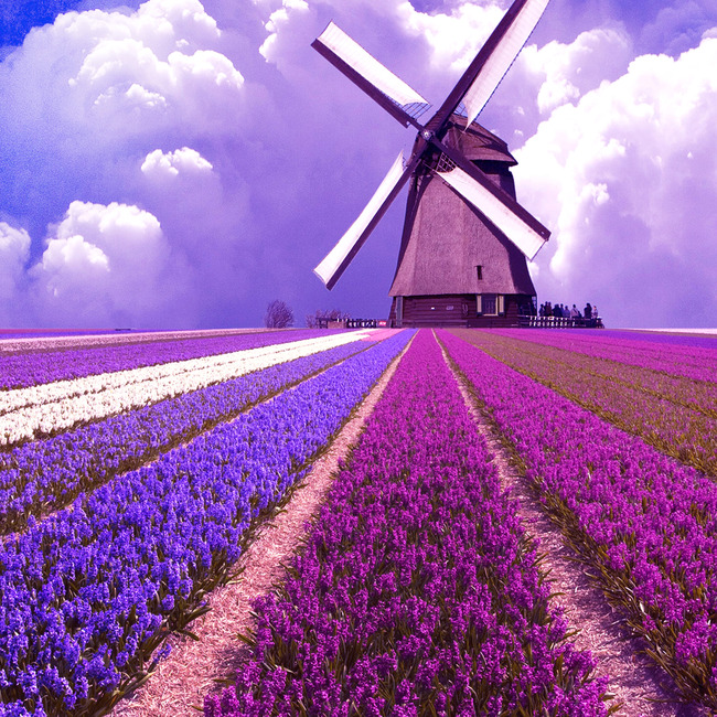 这薰衣草紫色美的让窒息