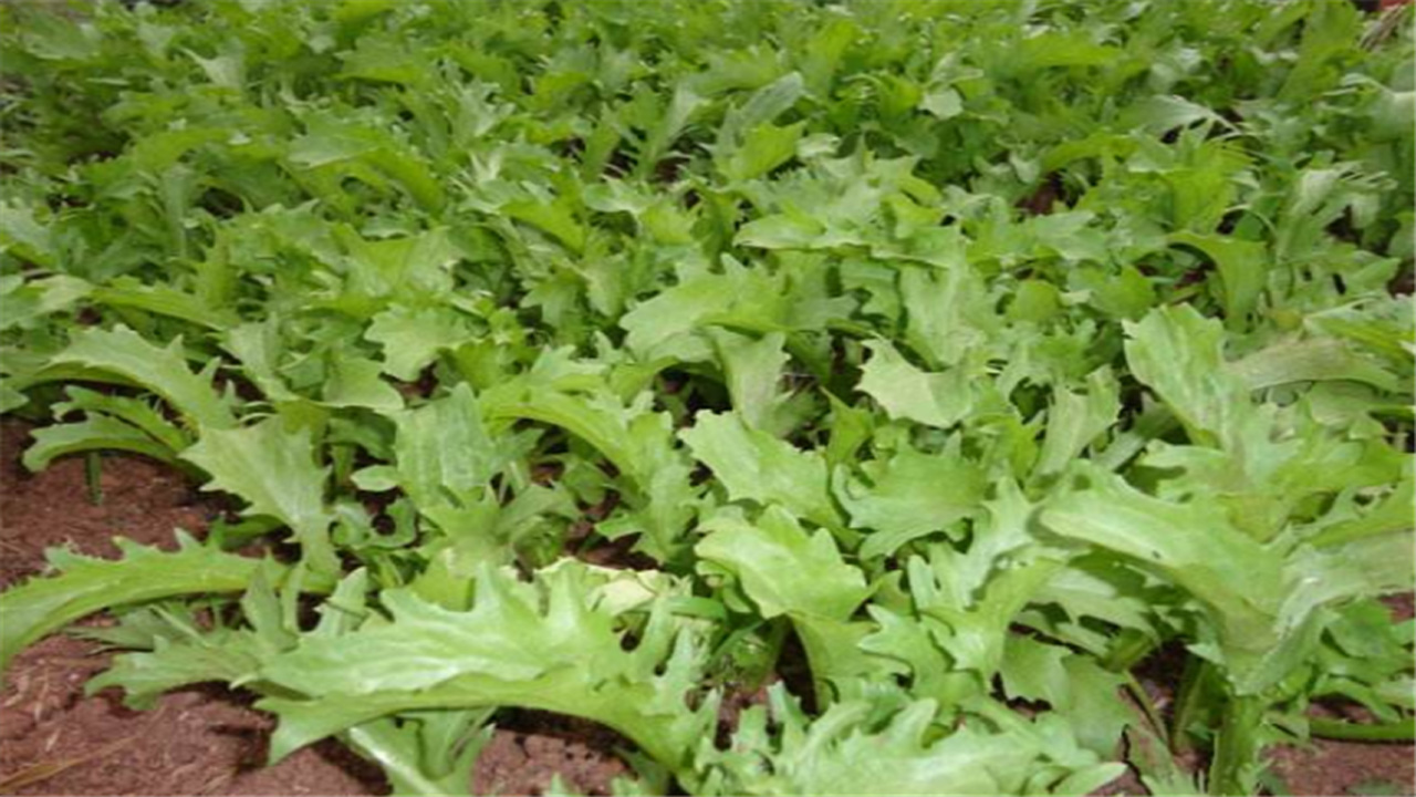 有经验的人如何种植苦菊,有哪些注意事项