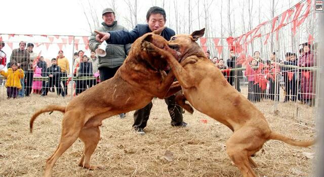 比特犬天生的使命,就是打斗