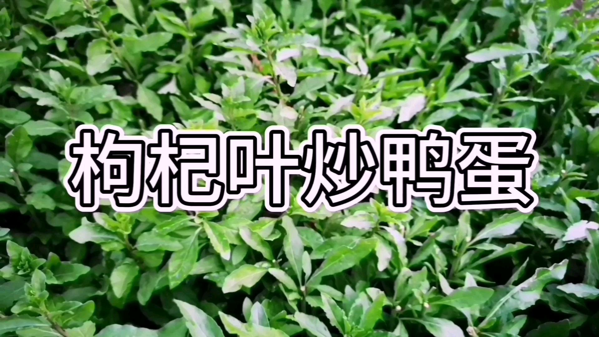 养身并不都是燕窝鱼翅,一个小草两个鸭蛋,好吃还补气