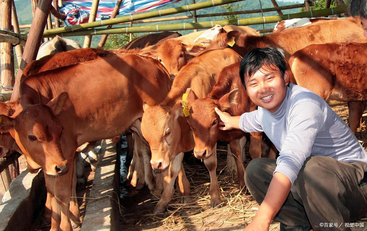 小规模养牛