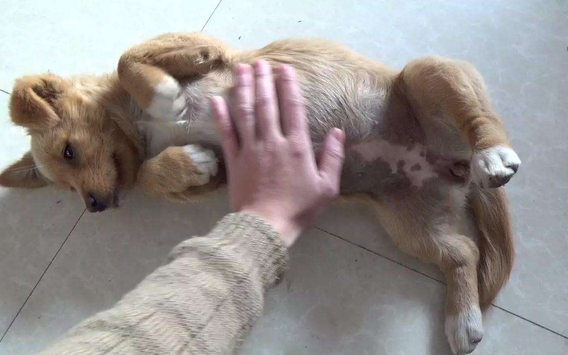 狗狗的头不能打,对于大多数的哺乳动物来说,头都是