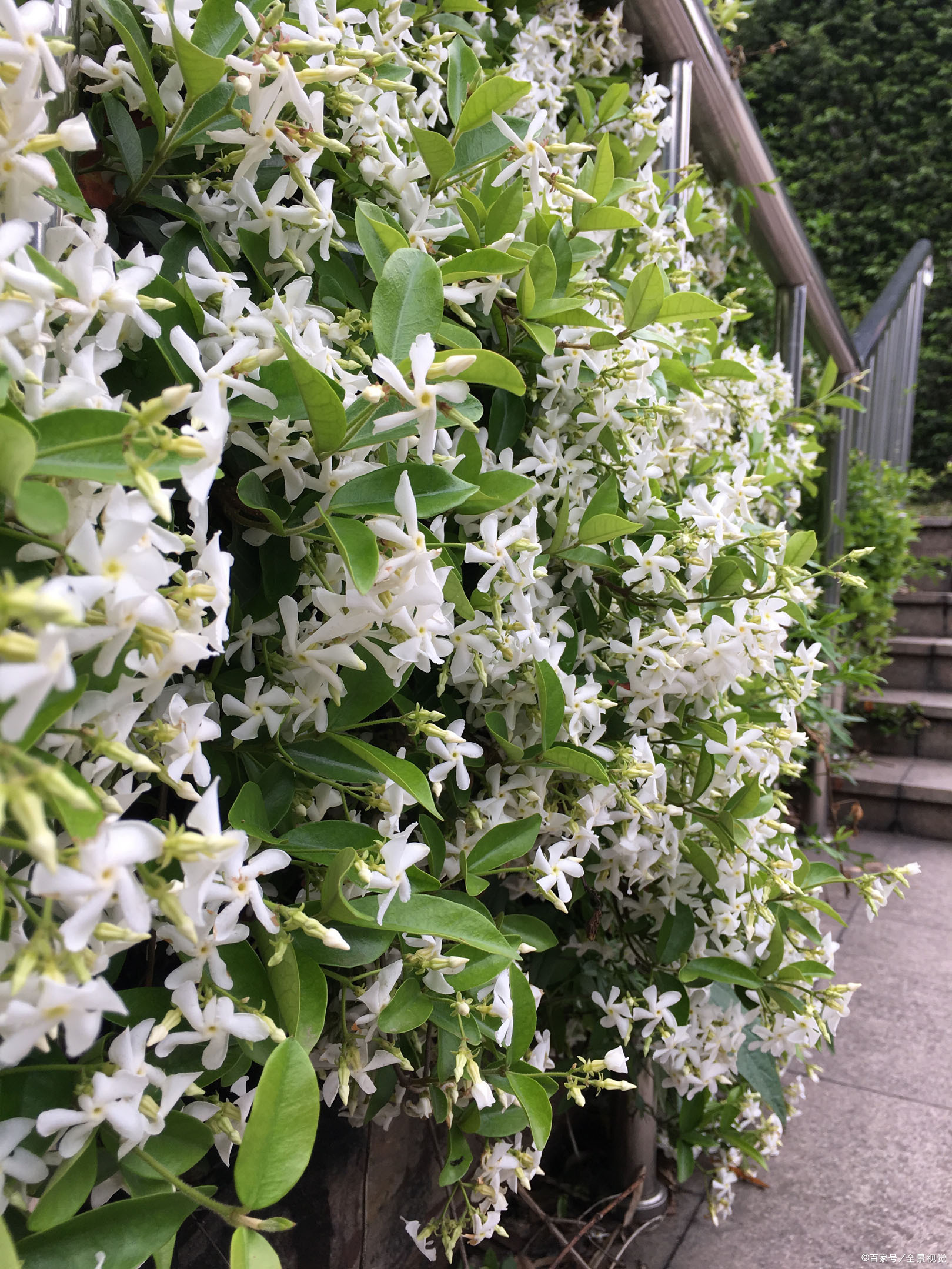 带你了解一下花色素雅,优雅大气的风车茉莉