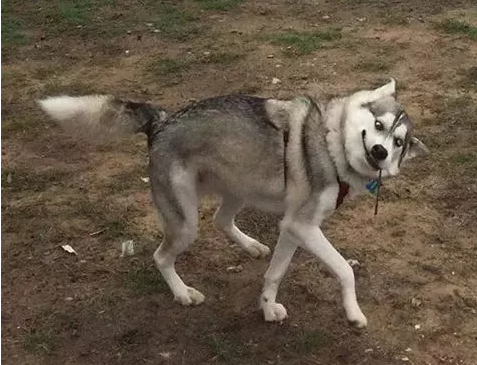 哈士奇又开启犯二模式,从背面看很优雅,当转身后忍不住笑了!
