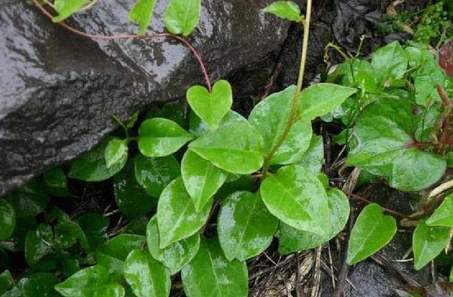 此草人称"落葵薯",农村房前屋后常见,价值很珍贵,别再喂猪了