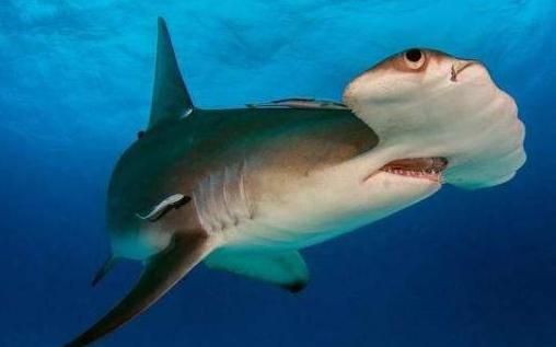 这种鲨鱼可以做到眼观六路 不用扭头就能看到后面的东西