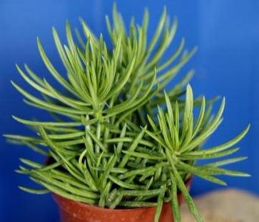 多肉家族中蓝松,蓝月亮,松鉾的区别