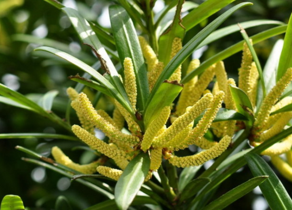 短叶罗汉松很"矫情",养好短叶罗汉松的小技巧!