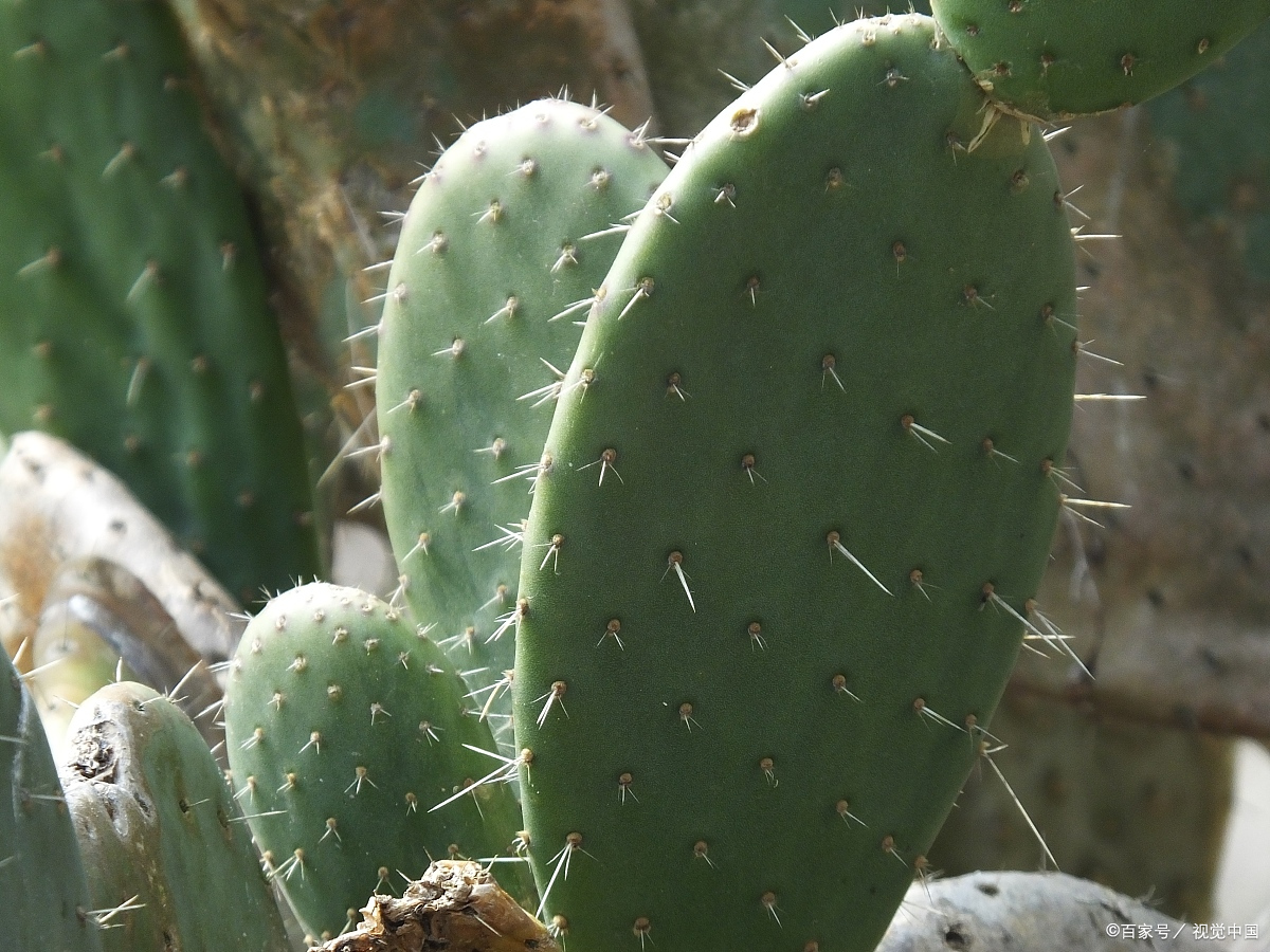 以下是一些常见的疾病,可以使用仙人掌外敷来治疗:  1 皮肤溃疡:仙人