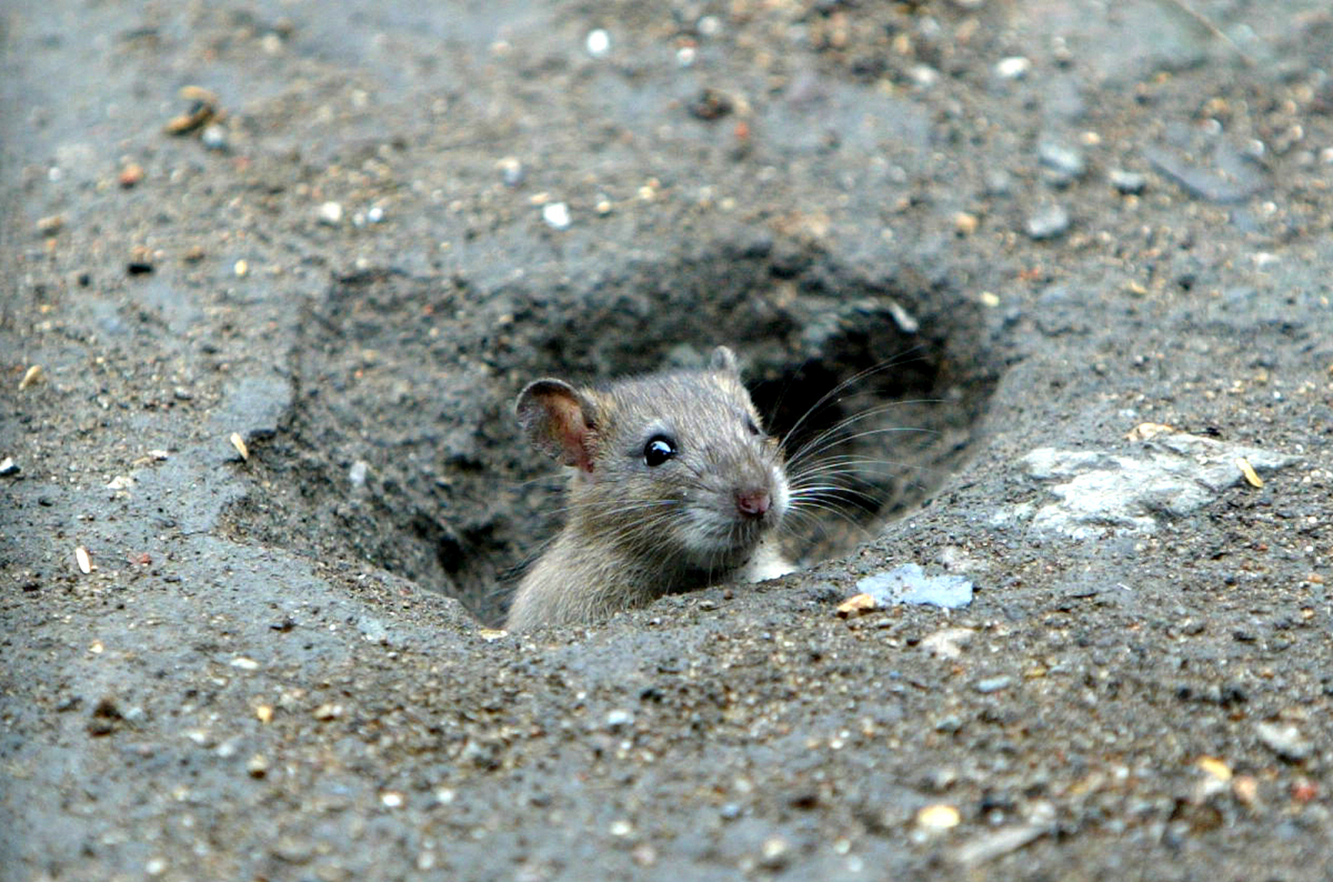 就是对待动植物的态度 昨天老公跟我聊天,讲他小时候挖老鼠洞的故事