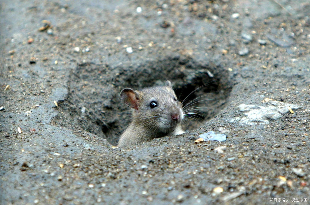 鸭脖- 热门商品专区