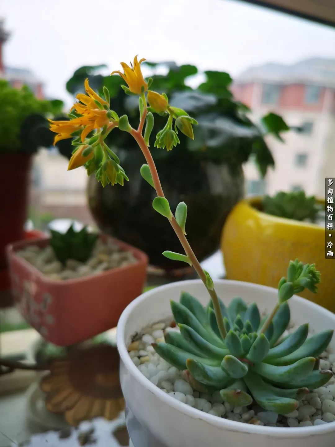 你在南方艳阳里恣意晒多肉,我在西北大雪中小心捂着肉!