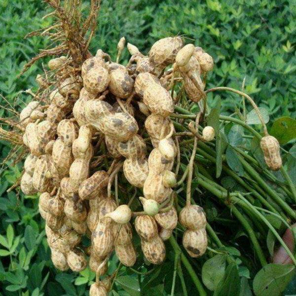 母亲做的咸水花生总是那么美味,留在记忆里的是浓浓的情