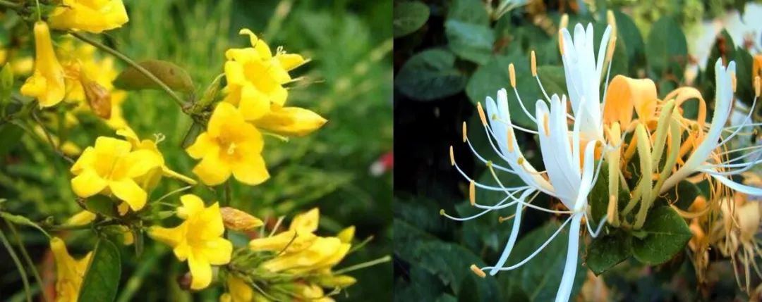 小植图谱丨中国有多少种植物叫断肠草?