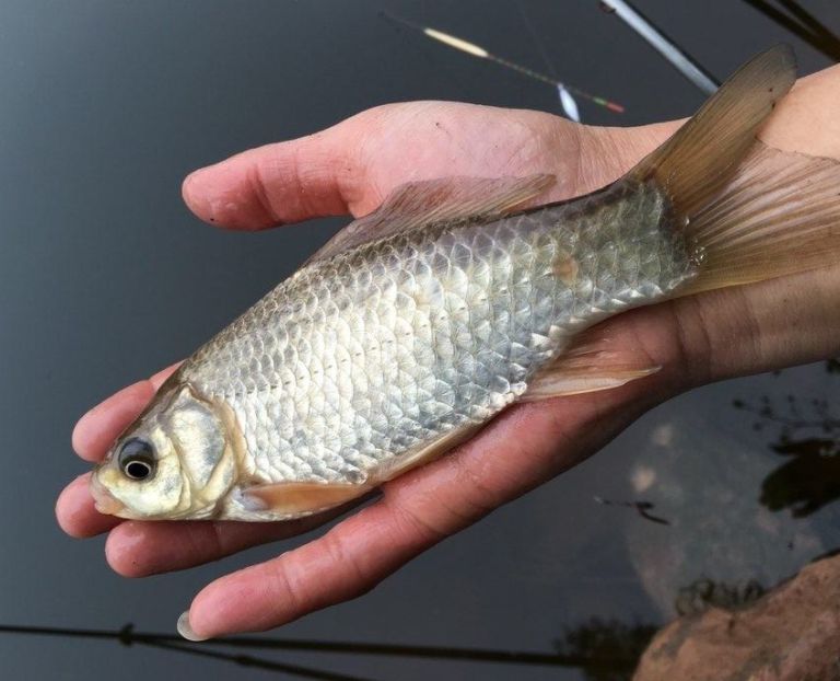 巧用玉米和白麵自制魚餌,野釣主攻鯽鯉,環保又省錢!