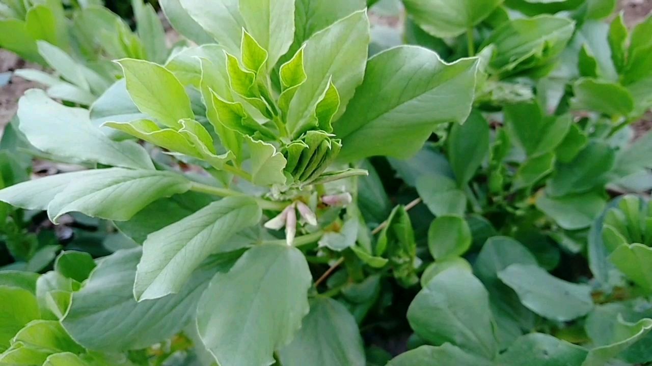 韭菜和麦苗有什么区别?走去看看田间幼苗时长啥样