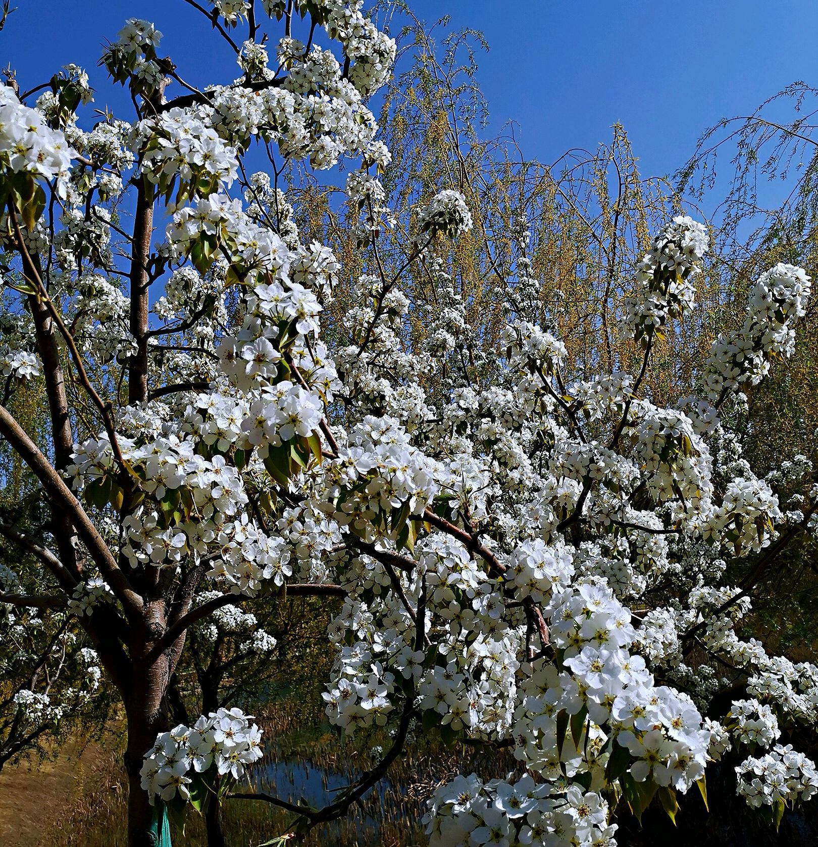 长春梨花园春色宜人