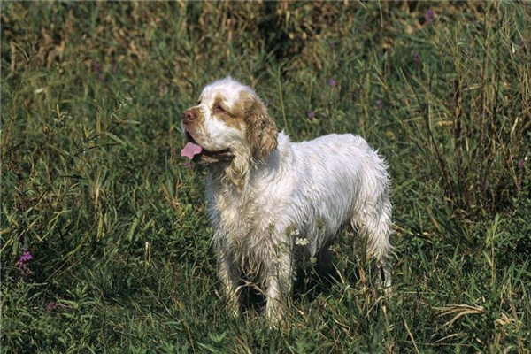 克伦伯猎鹬犬拉稀的话应该怎么处理才是正确的呢?