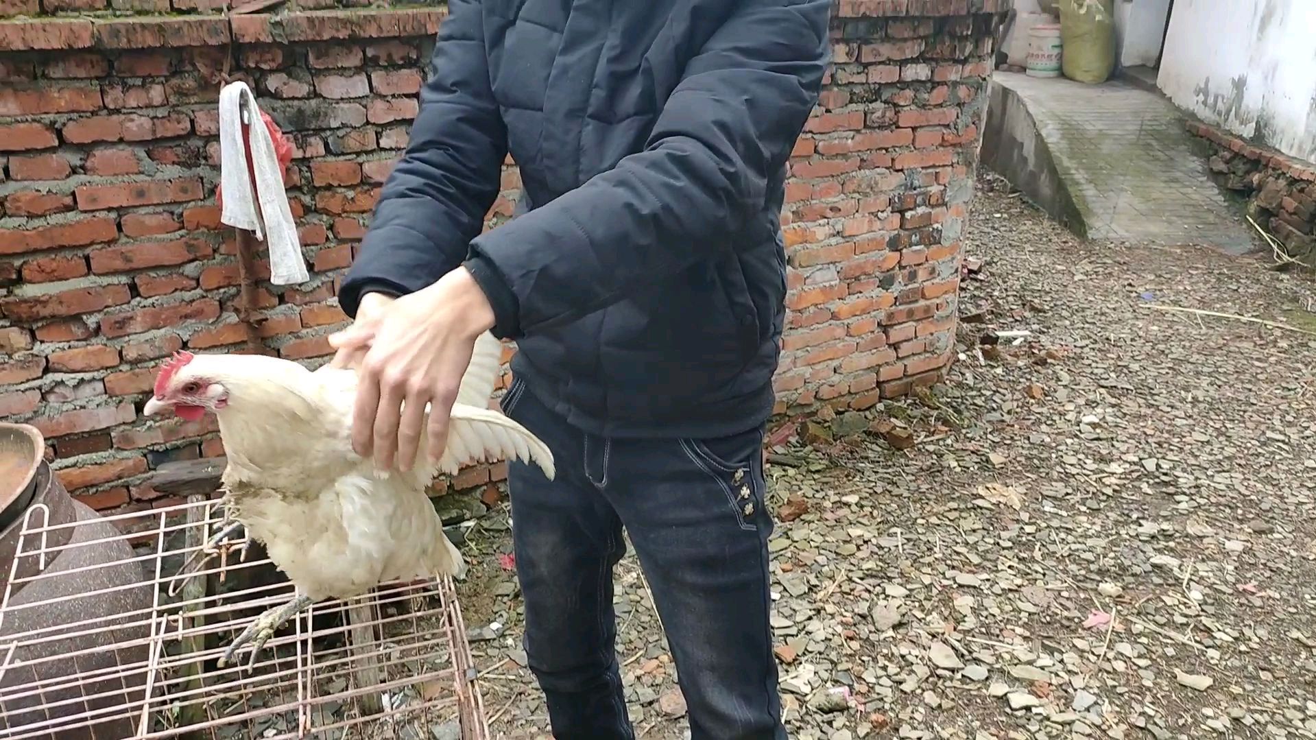 花100买的老母鸡,小伙绞尽脑汁不咋咋杀,老婆:这招绝了