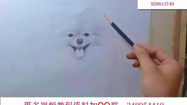 教你学画画——素描博美狗狗(忠犬八公的故事版)