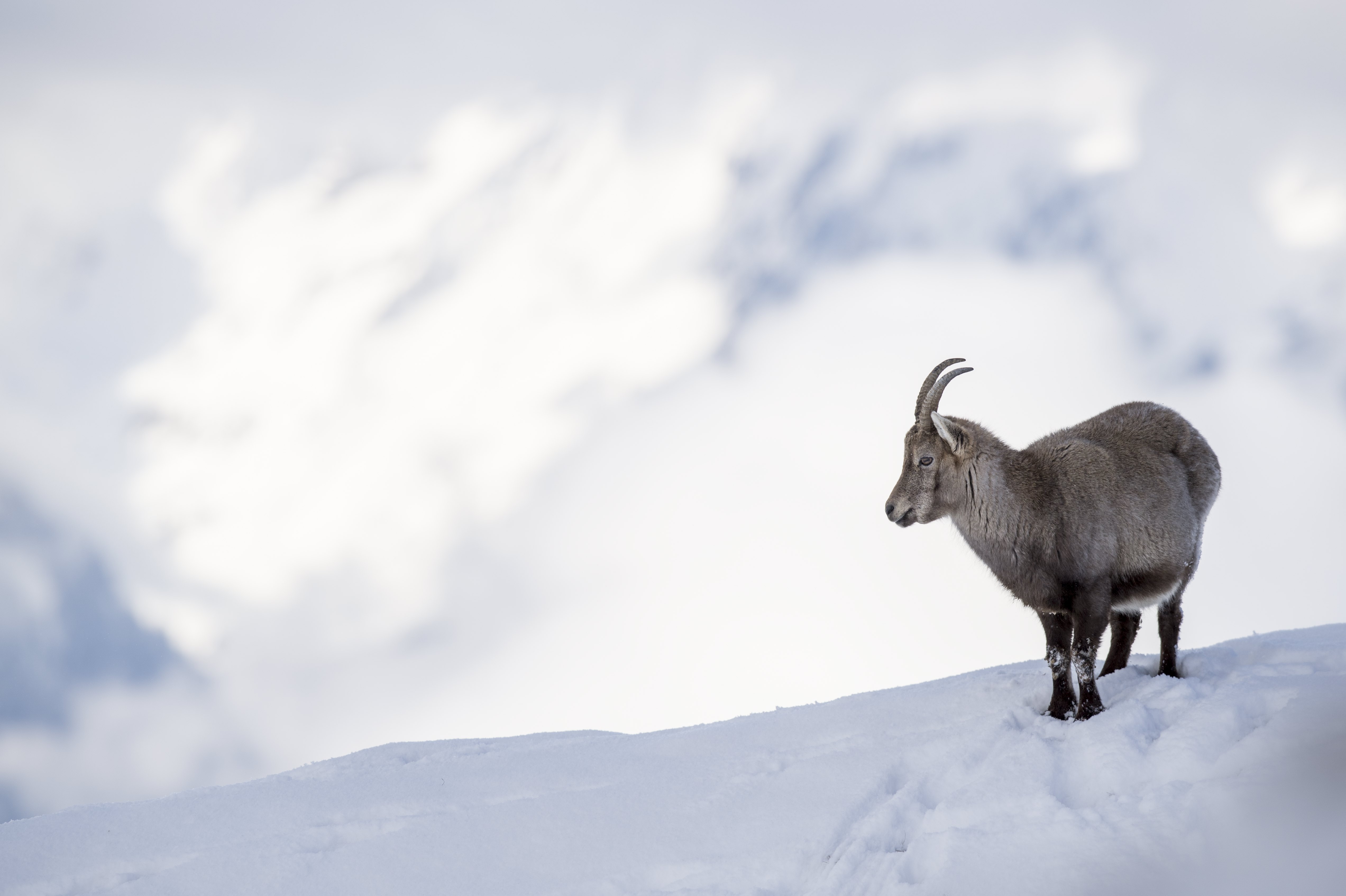 [1](外代二线)阿尔卑斯山羊
