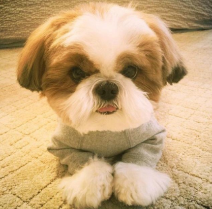 西施犬别名狮子狗,起源于17世纪,被饲养在喇嘛庙内作为看门狗!