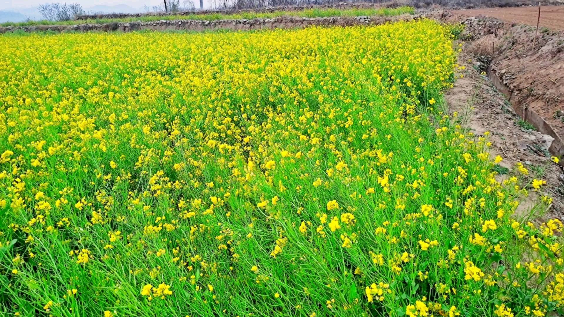油菜花即将凋谢,挂上了满枝油菜籽,见过没有
