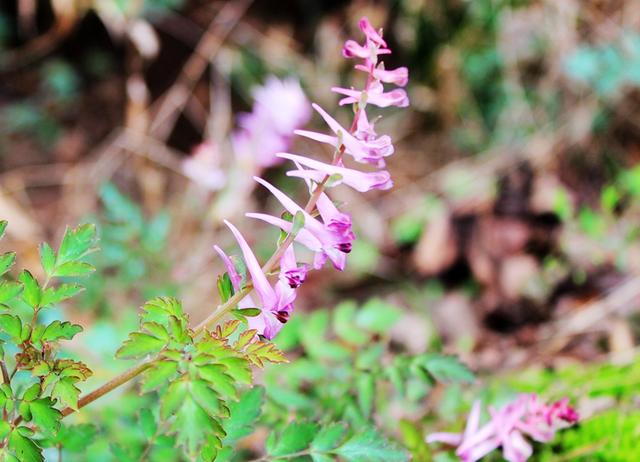 河北宁晋:有一种草叫老鸹干粮