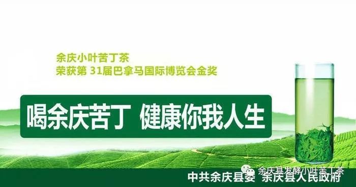 小叶苦丁茶正确泡法