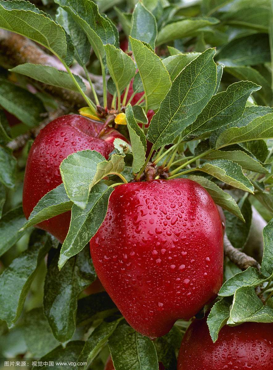 农村种植的蛇果,果实饱满,咬上一口汁水四溅