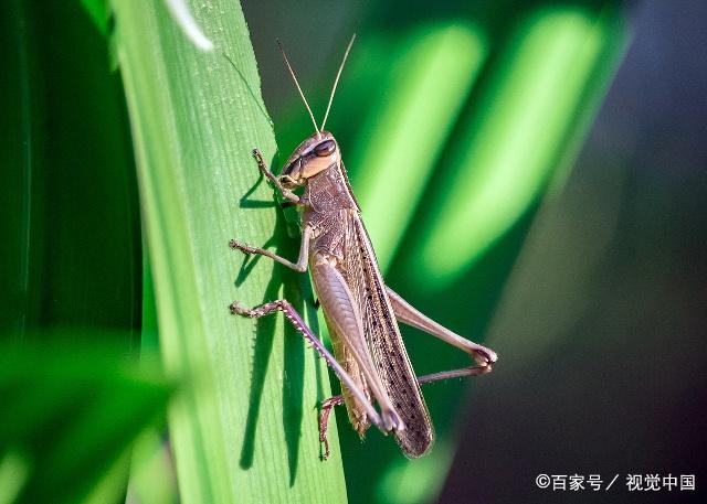 稻黑蝽象的识别,发生特点与防治法