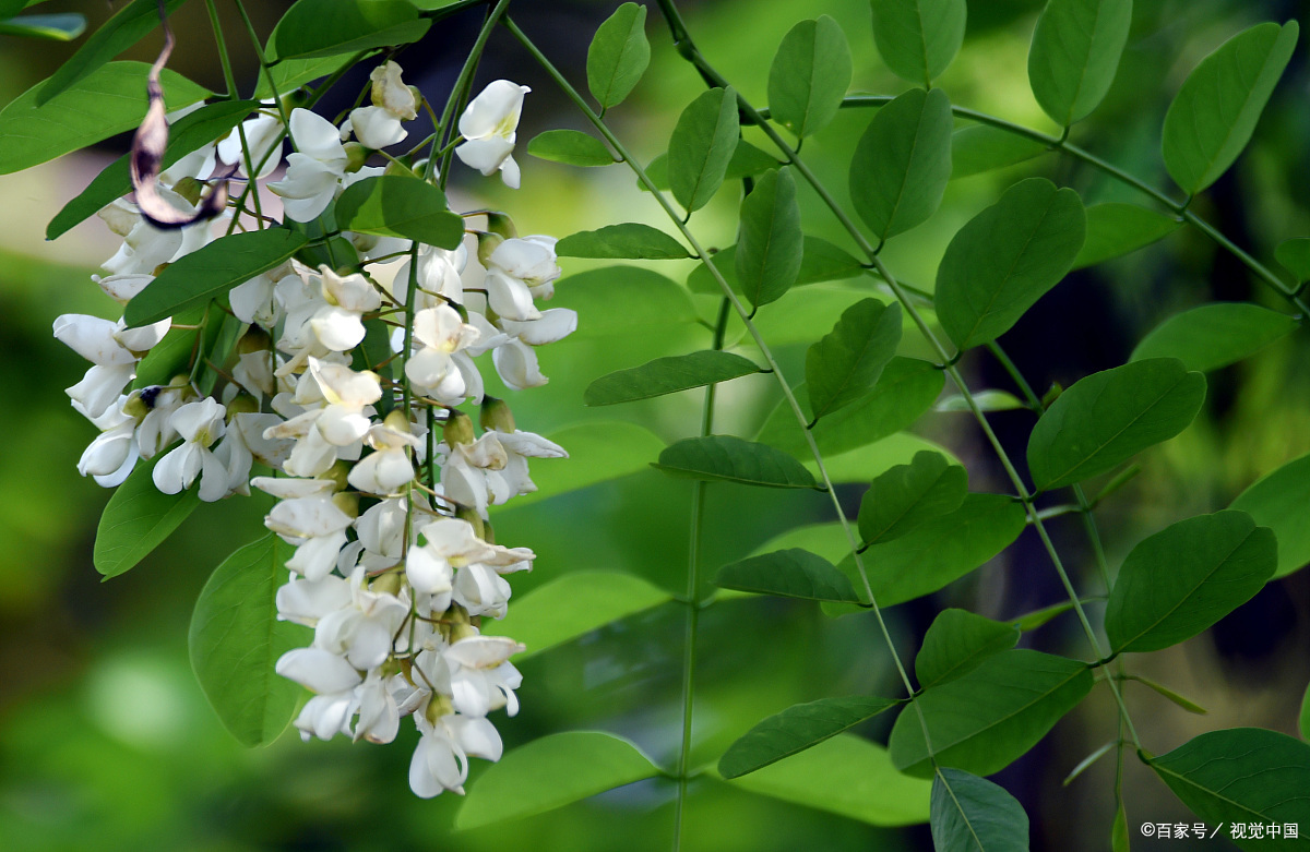 槐树花香透满山沟