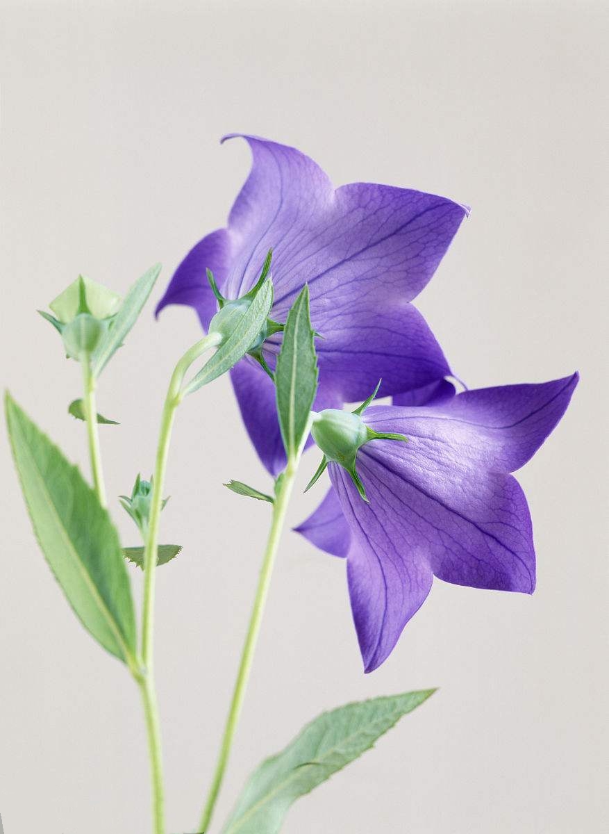 桔梗花,美到窒息,养护也简单