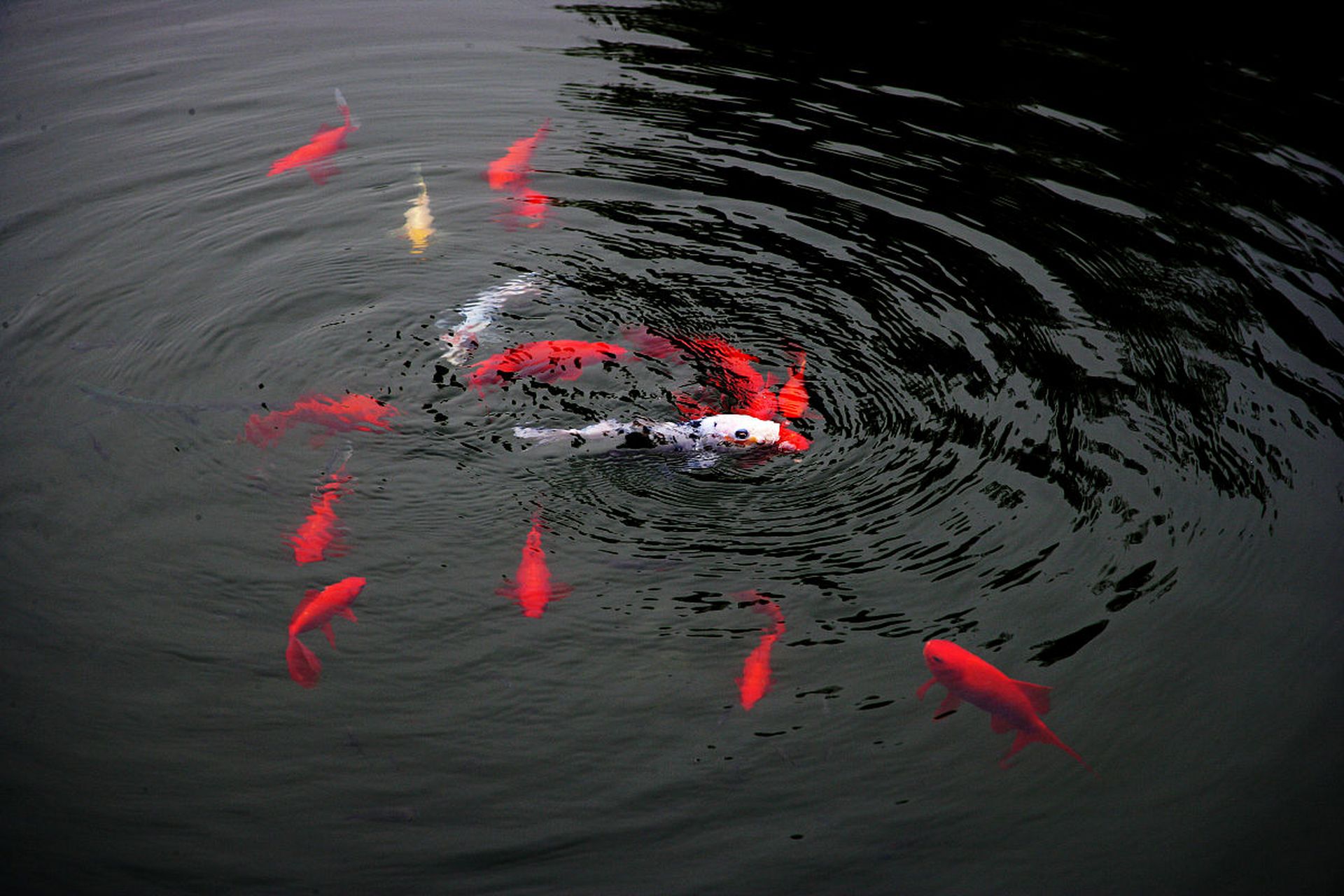 锦鲤在荷塘中欢快地跃动,倒映出池塘的美景.