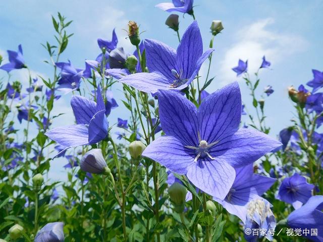 桔梗花的花语"永世不忘的爱,你了解这种花吗?