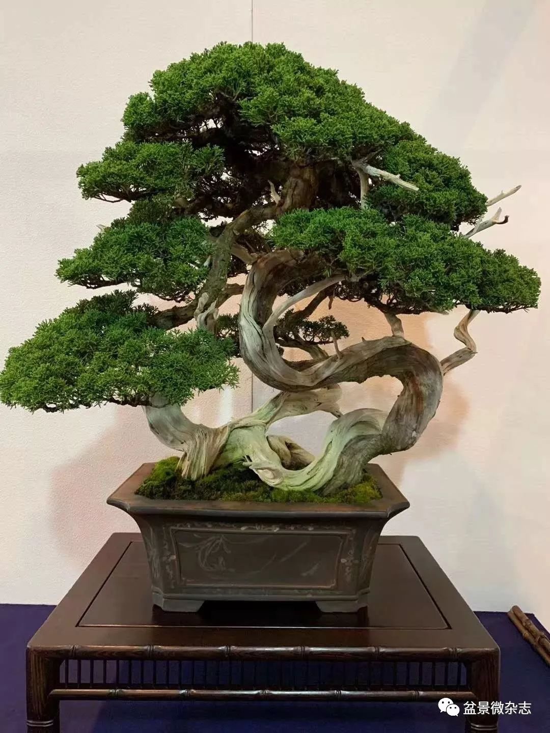 「戴口罩看盆景展」抢先观赏2020年日本第94回国风盆栽展精品