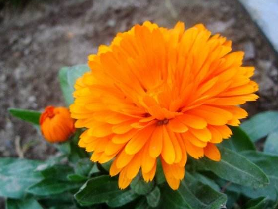 金钱菊不好养?老花匠有"秘招",开花多,轻松养成"花海"