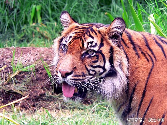 老虎的样子非常威风,目光炯炯,多么威武,毛色非常漂亮