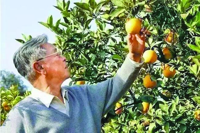 褚时健老人去世后,对"褚橙"品牌有什么影响