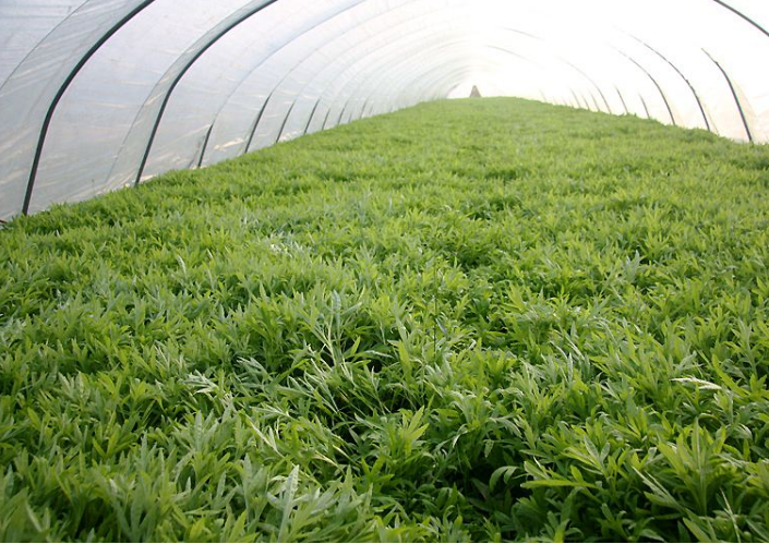 恩恩说种植,关于芦蒿的种植方法