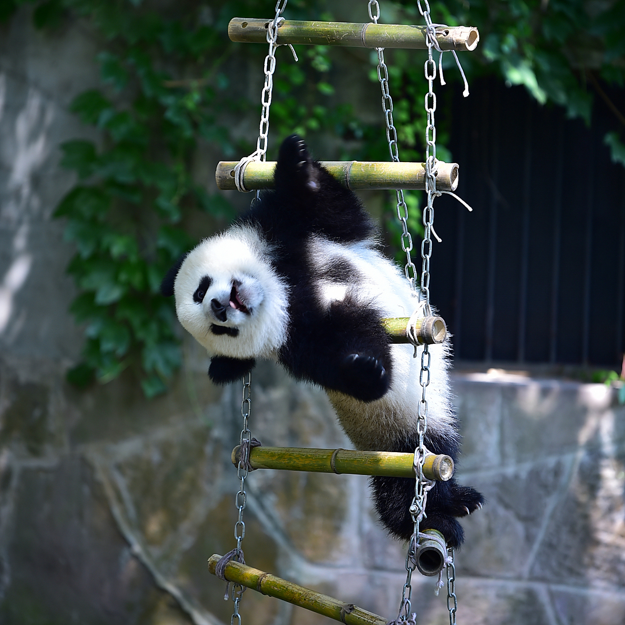 9595重庆动物园的双胞胎熊猫"渝可渝爱"在昨日7月22日迎来了一