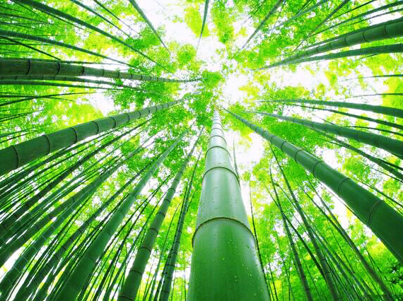 山静竹生韵,迎风绿竹自成诗