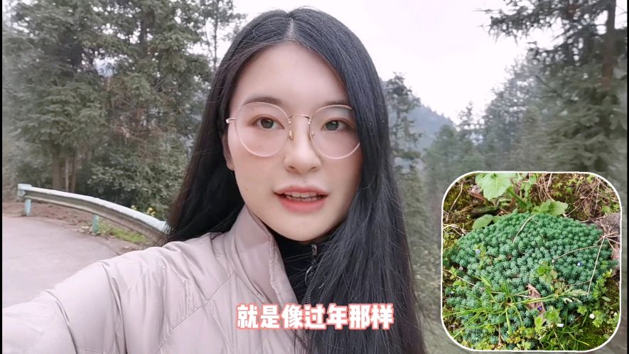 婷婷在山上发现一种野多肉,只要有土就能密密麻麻长一片,贼好看