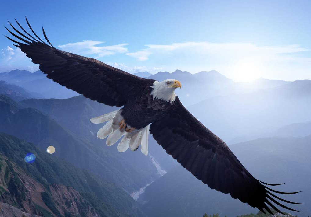 世界体型最大的鹰:站立高2米展翅达7米,最高可以活到100多岁