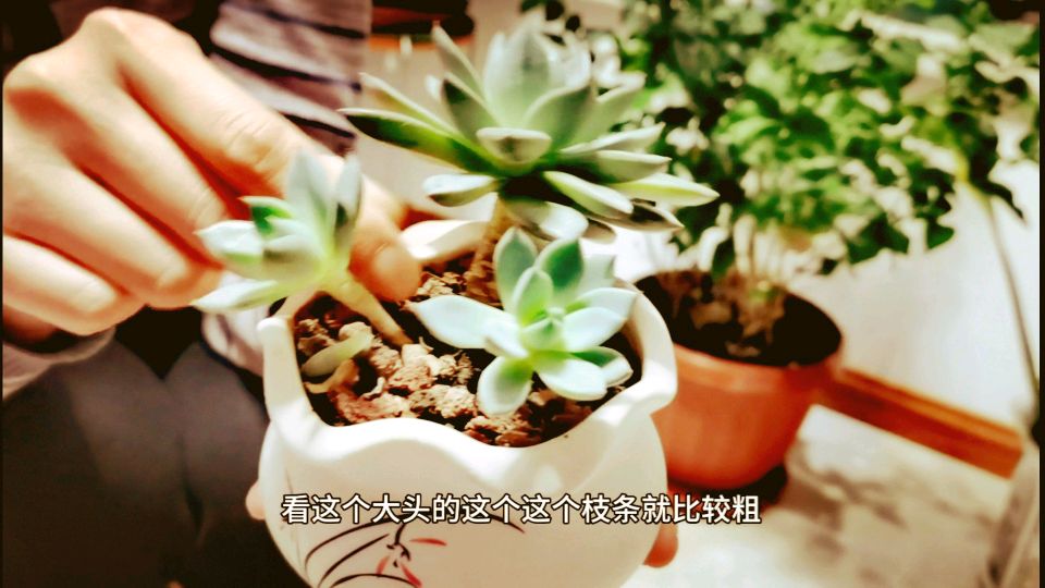 想要多肉植物快速“长大成老桩”,株型美,这项工作要早做